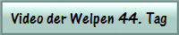 Video der Welpen 44. Tag