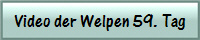 Video der Welpen 59. Tag